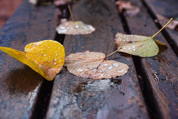 Wet bench with autumn leaves after rain