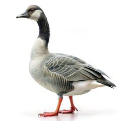 Beautiful white and brown goose standing in profile view isolated on white background