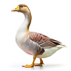 Beautiful white and brown goose standing in profile view isolated on white background