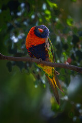 Colorful lorikeet perched, cleaning its head using its leg.