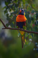 Colorful lorikeet perched on branch feeding flowers.
