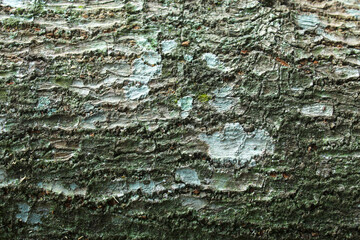 Close up of the rough texture of the bark of an old tree covered in green moss.