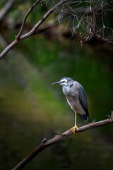 A white heron balances on one leg in a wetland tree.