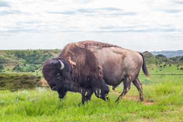 A wild bison against the backdrop of picturesque nature