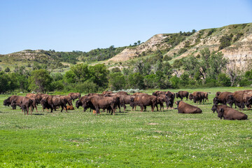 A large herd of wild bison grazes against the backdrop of picturesque hills in the Theodore Roosevelt National Park in North Dakota