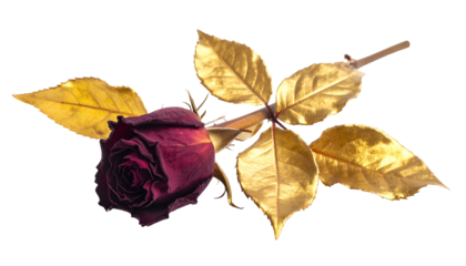 Deep red rose with golden leaves isolated on black. The petals are withered