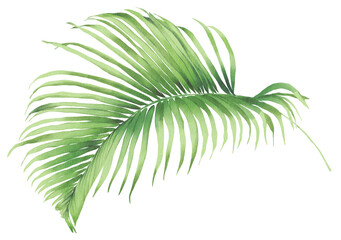 Obraz premium Green leaf watercolor illustration