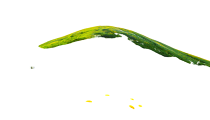 A curved green leaf arches over a black void with scattered yellow-edged details