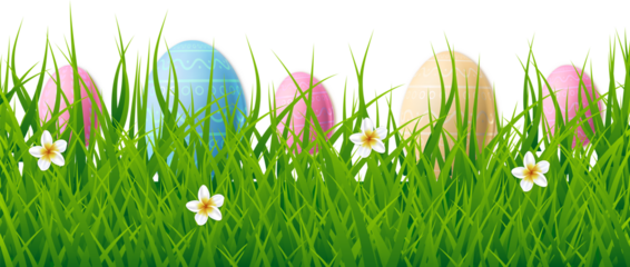 Colorful easter eggs hidden in lush green grass with delicate white flowers isolated on transparent background
