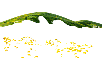Mountain range silhouette with grassy slopes, yellow flowers below against black background