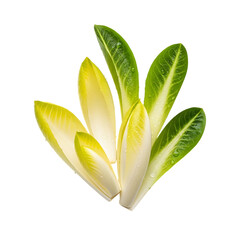 Fresh green and white leaves with water droplets on black