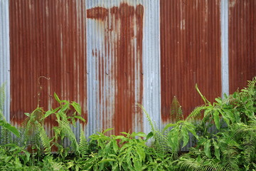 Old zinc surface background. Rusty metal texture. Weathered galvanize texture. Wavy rusty zinc pattern. Rusty tin background	