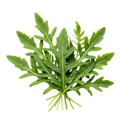 Fresh arugula leaves with water droplets on black background