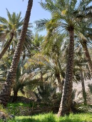 Tall Palm Trees Under Clear Blue Sky in Oman 