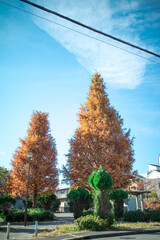 紅葉した木と空