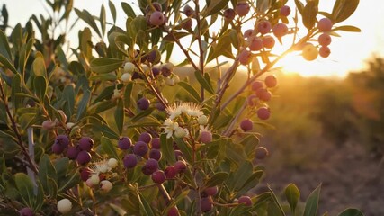 australian lilly pilly fruit bush tucker close up video	
