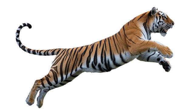  Powerful Bengal tiger jumping in mid-air isolated  on a transparent background 