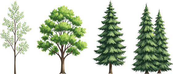 Vector Illustration Set of Diverse Tree Species Including Coniferous Pine, Spruce, Deciduous Oak, and Slender Young Sapling for Nature Design. © MstRuna