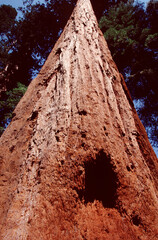 Traces of a giant tree and a bear