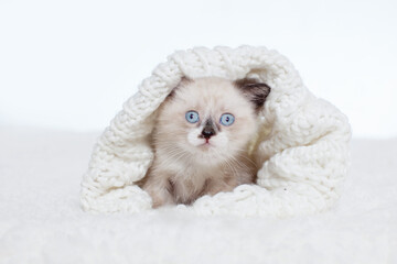 Gray cat on white background
