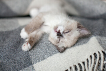 Cute gray kitten is sleeping sweetly under warm blanket at home