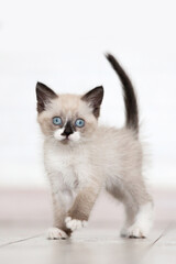 Kitten standing on white floor at home