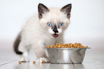 Kitten with blue eyes Eats Cat Food with pleasure