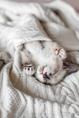 Kitten sleeps lying on its back with its eyes closed on sofa, Cute Cat