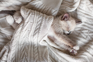 Little Cat Kitten stretched out along the soft plaid