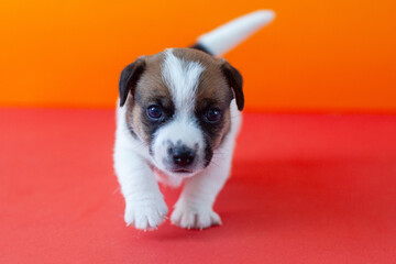 Little puppy jack russell isolated on orange backgroung, small Dog