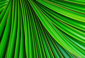 Obraz premium Close-up of vibrant green Chinese fan palm leaves, showing intricate texture, palm tree, organic