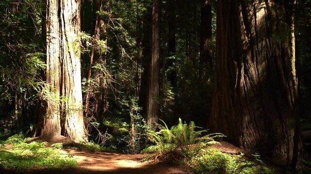 Redwood Avenue of the Giants Rainforest Rockefeller Loop Humboldt California USA