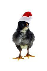 Black chicken in classic Santa hat on white background
