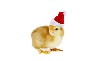 Tiny yellow chicken in classic Santa hat