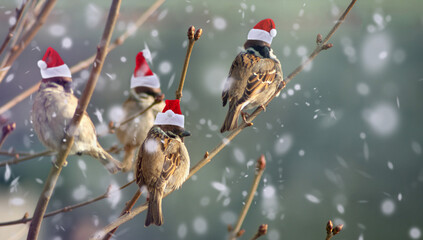 Funny birds sitting on a branch in classic Santa hats