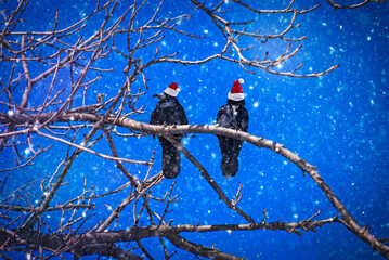 Pair rooks in classic Santa hats over winter background © Roman Ivaschenko