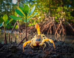 Brazilian Yellow Scorpion