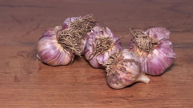 Fresh natural garlic bulbs picked from a garden and placed on a wooden table, time-lapse video.