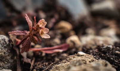 A small plant with brown leaves is growing in the dirt