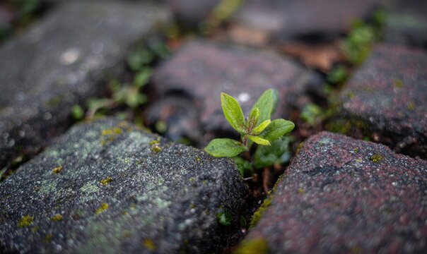 A small green plant is growing in a brick sidewalk