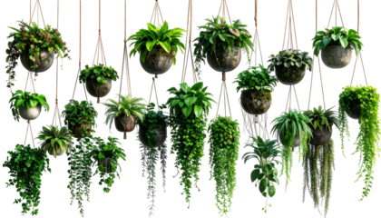 Assorted hanging plants with varied foliage and textures suspended against a black void