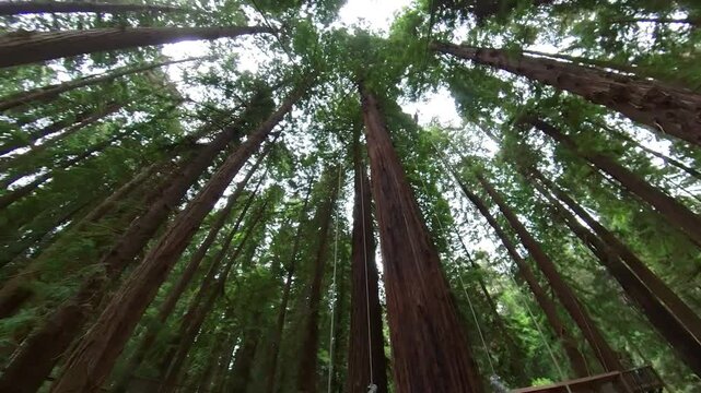 Redwood Forest Suspension Bridge Walking POV Side View 04 California USA