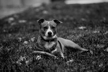 Retrato Perro pequeño acostado en césped blanco y negro mirando camara seriamente