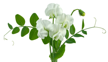 White sweet pea flowers with green leaves and tendrils, isolated on black background