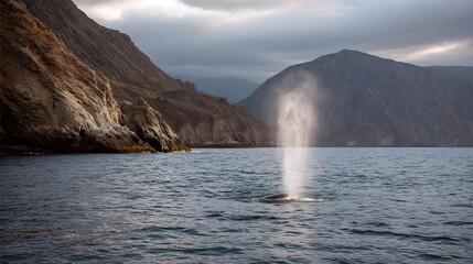 A whale spouts water in the vast ocean near dramatic rocky cliffs under an overcast sky