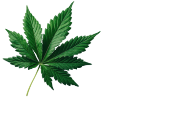 Green cannabis leaf isolated on transparent background