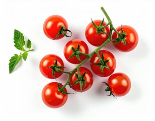 Shiny tomatoes, vine, small leaf on white background