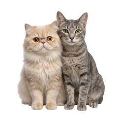 Two cats sit close together, one is fluffy with orange eyes and the other is sleek with green eyes