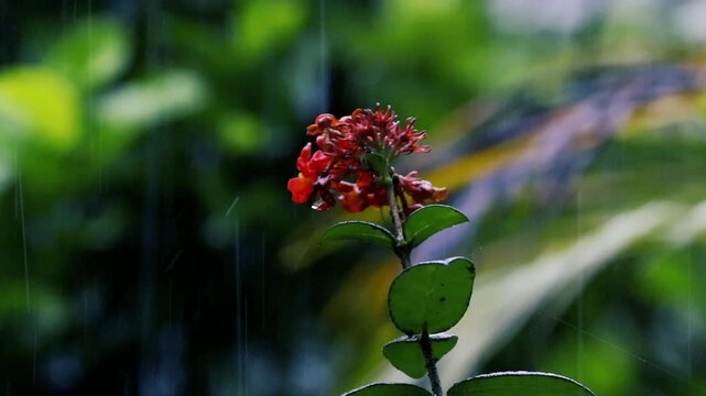 Heavy rain falling on orange ixora flowers in a dark moody garden with bokeh background