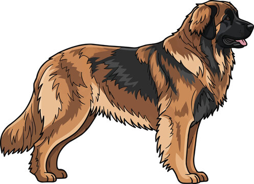 Leonberger dog standing side profile  view looking away 